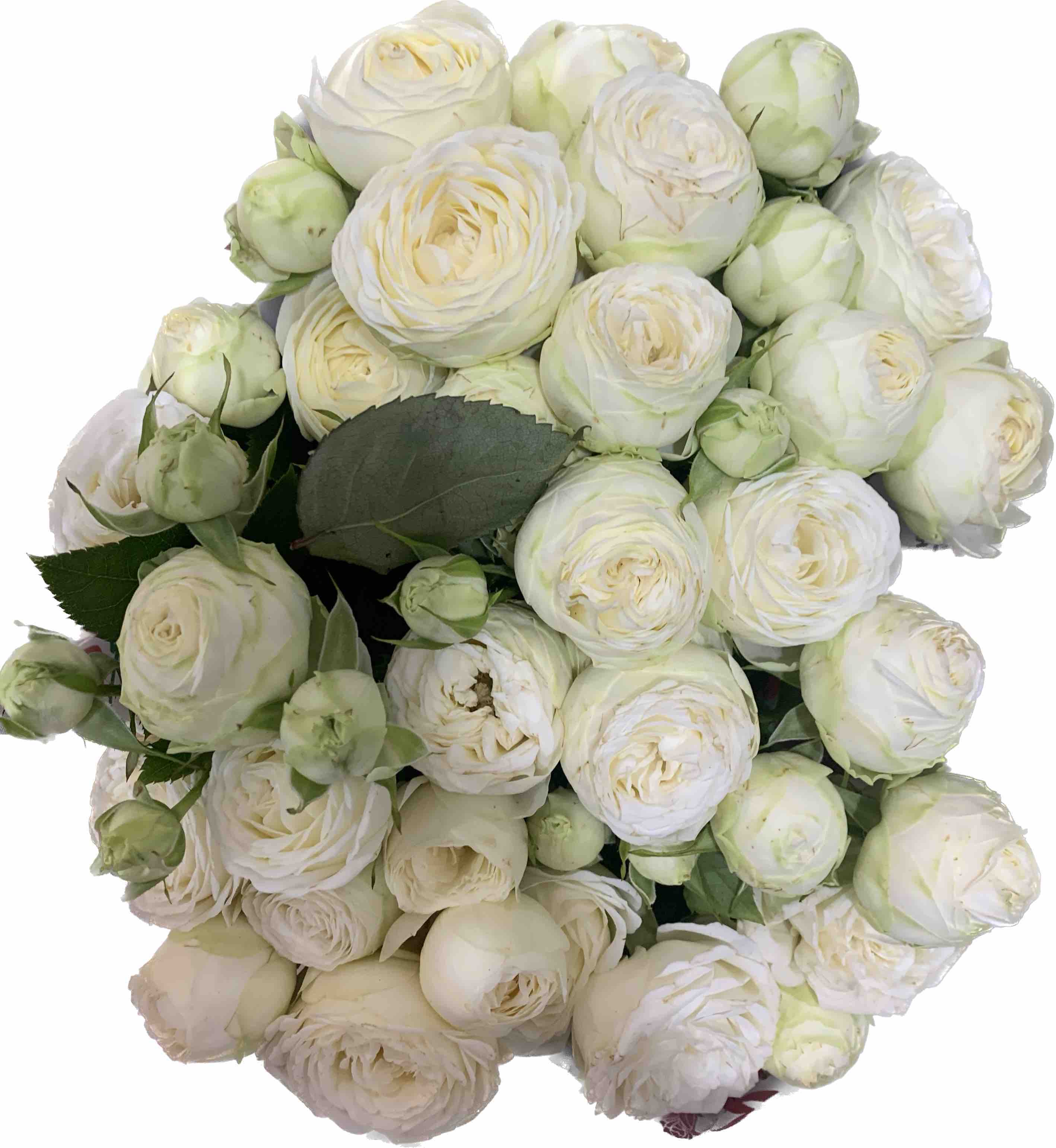 Троянда Спрей біла Піоновидна Аяла