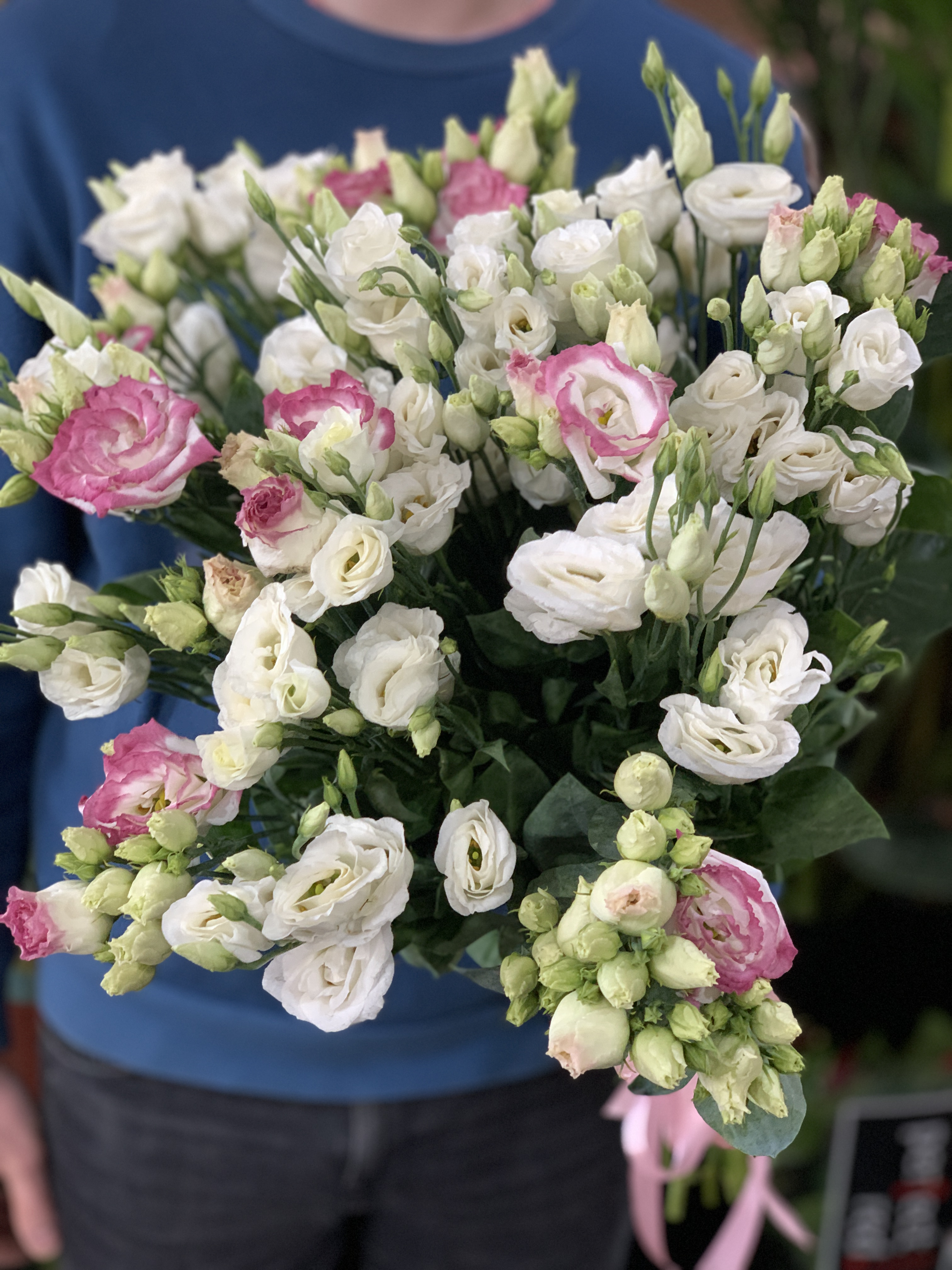 Рожева і біла голандська Еустома