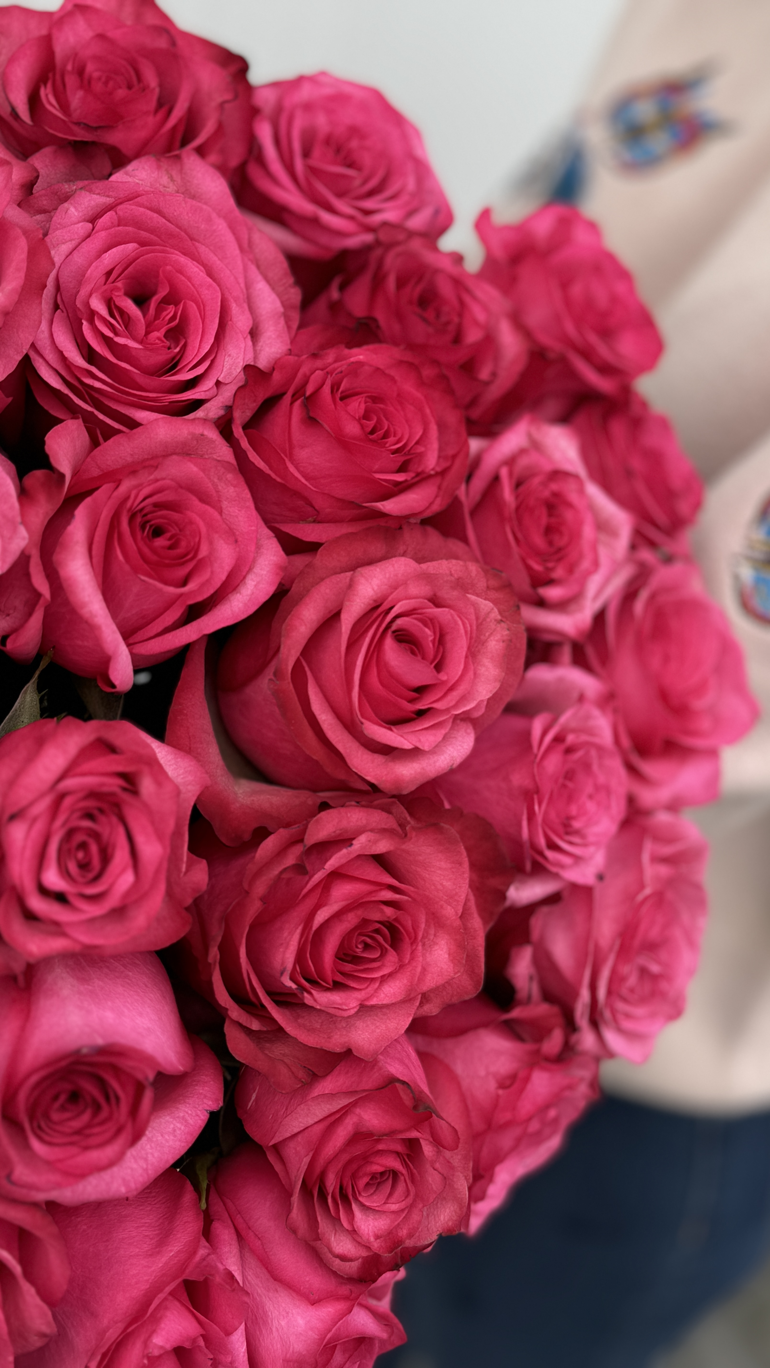 Троянда Голландська Рожева Лола 