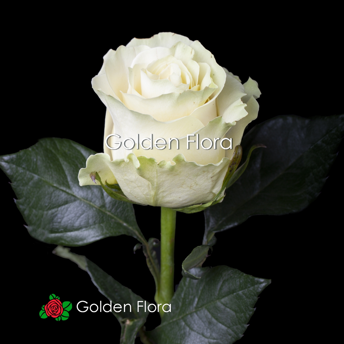 Троянда голландська біла Мондіаль