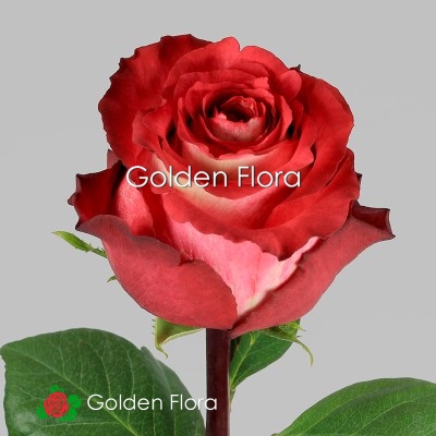 Троянда голандська Ігуазу 