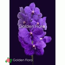 Орхідея Ванда