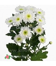 Хризантема Радість біла