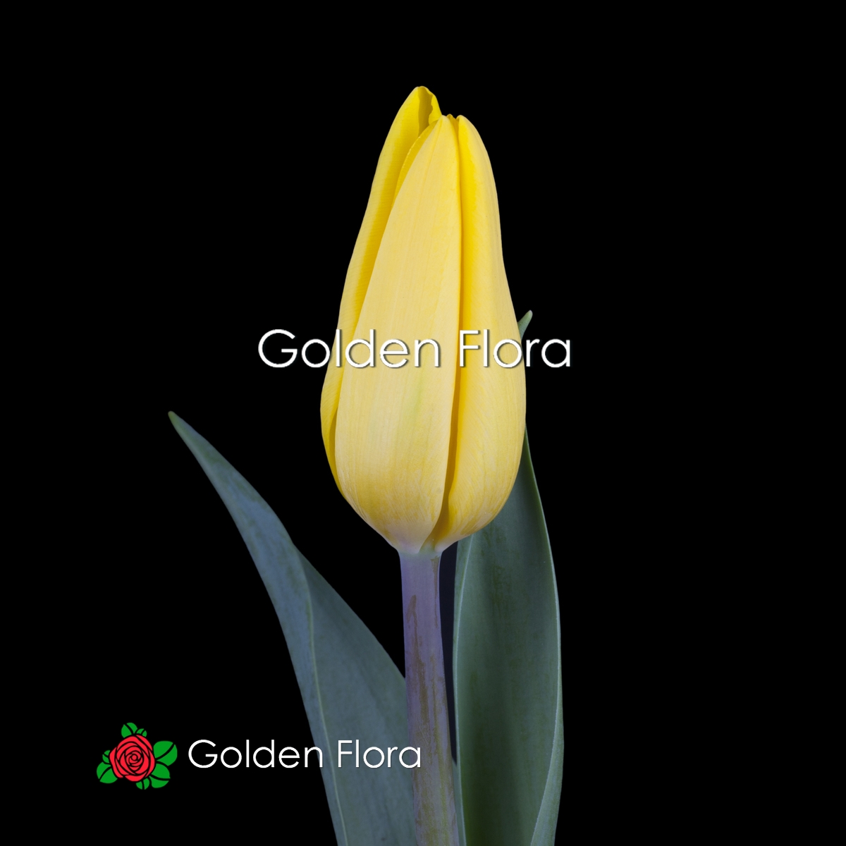 Тюльпани жовті