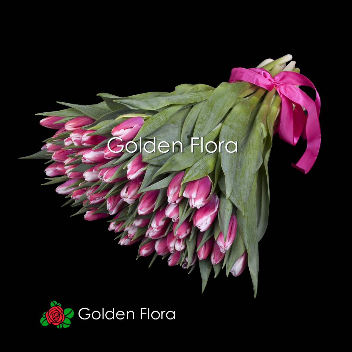 51 червоно-білий тюльпан