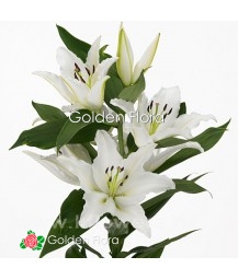 Лілія поштучно