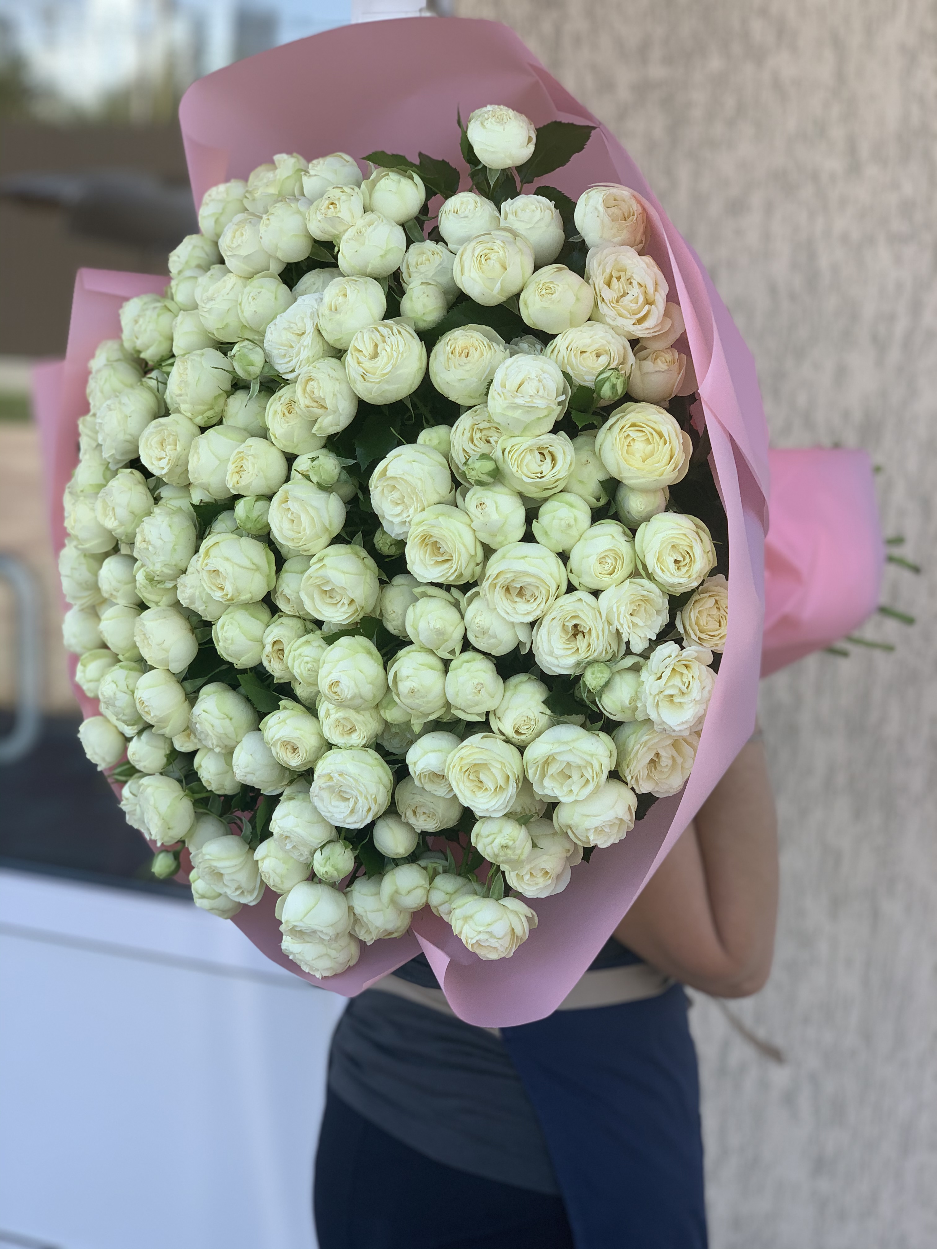 51 піоновидна біла троянда Сноу Ворд