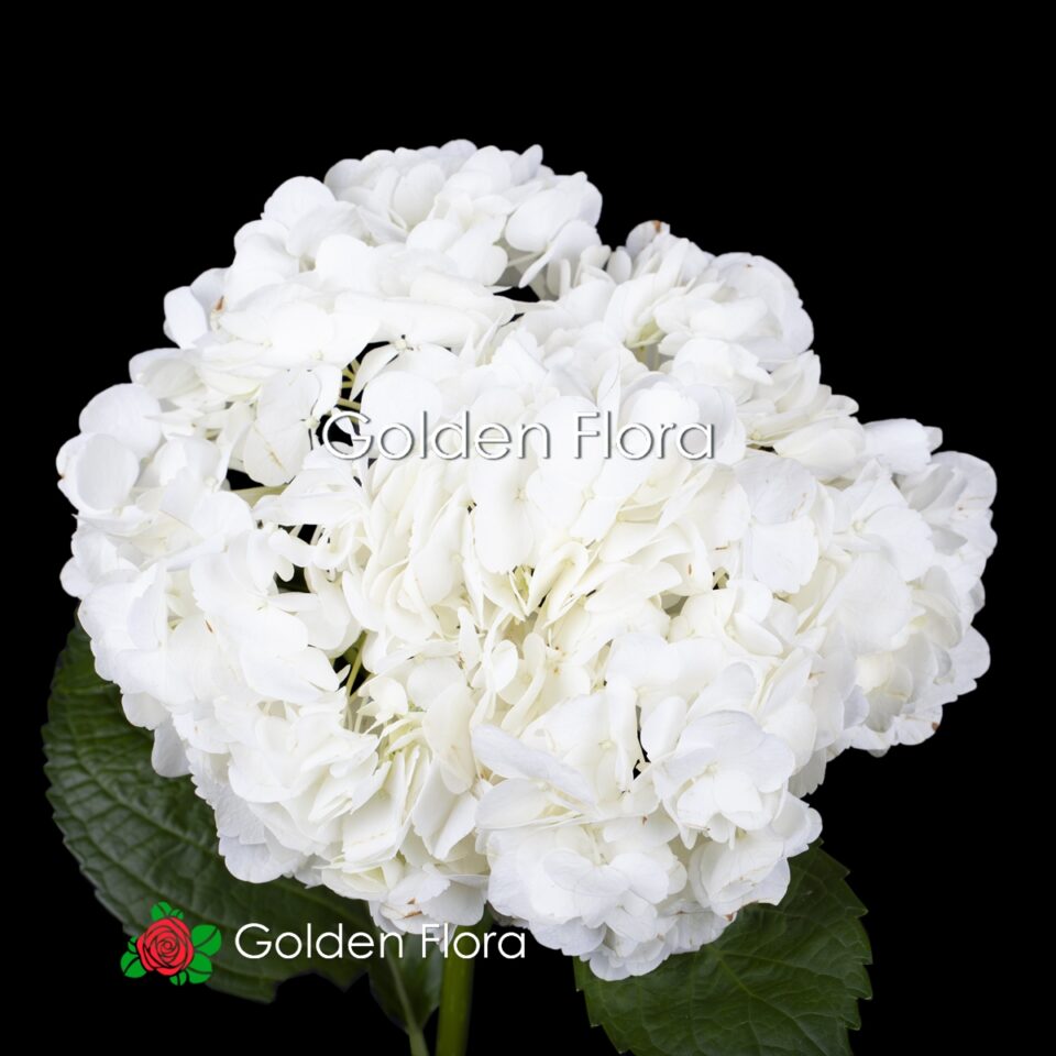 Гортензія біла Колумбія