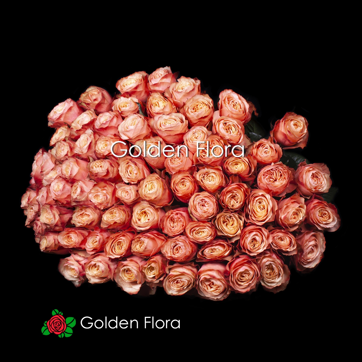 101 піоновидна троянда Кахала