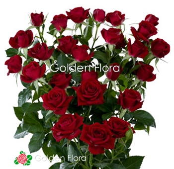 Троянда Спрей Домініка