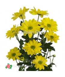 Хризантема Бакарді жовта