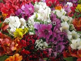 Альстромерія поштучно