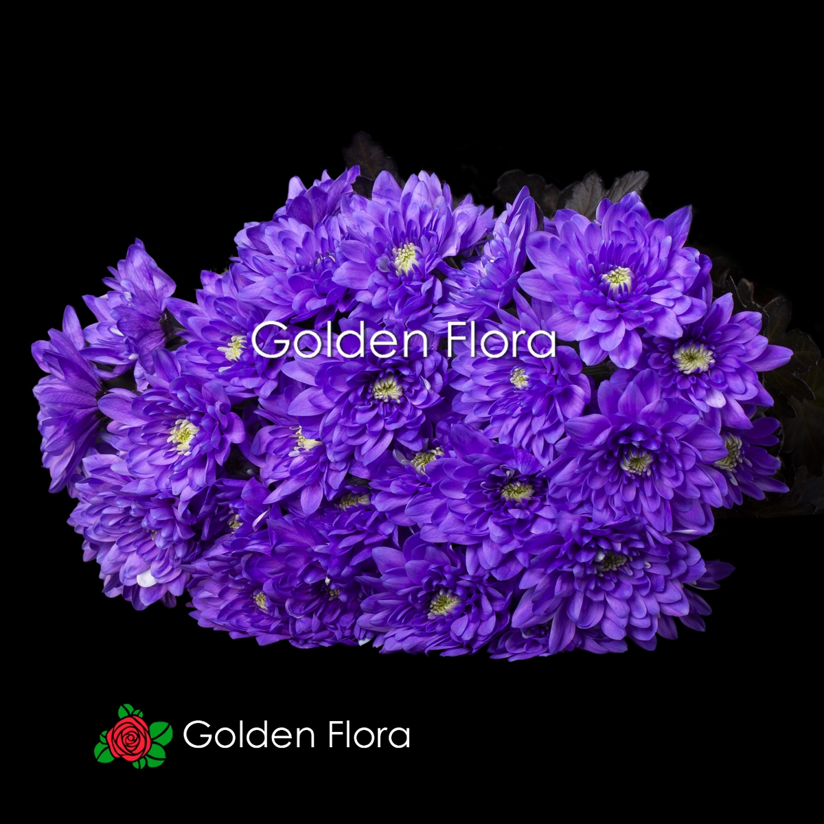 Хризантема Балтика мілка