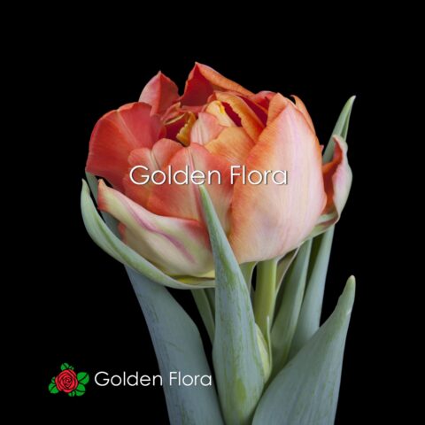  Тюльпани піоновидні помаранчеві