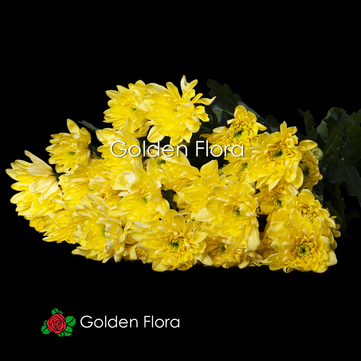 Хризантема Балтика жовта